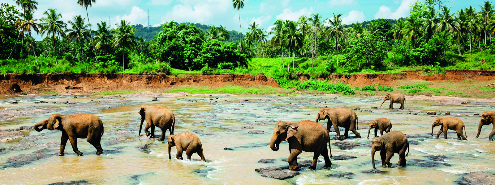 Poivre vert Sri Lanka – Tradition Nature